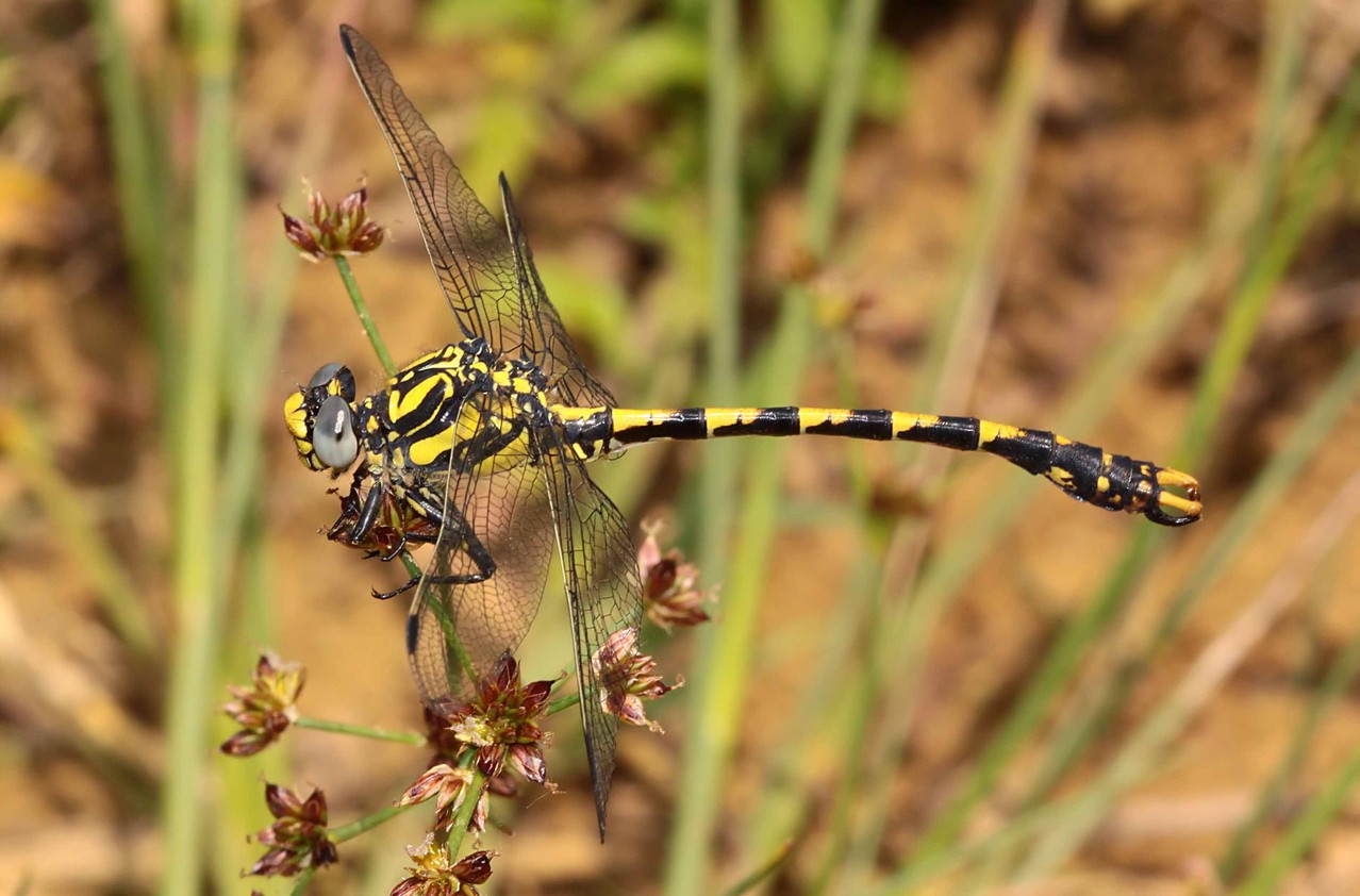 Große Zangenlibelle, Onychogomphus uncatus, Männchen.