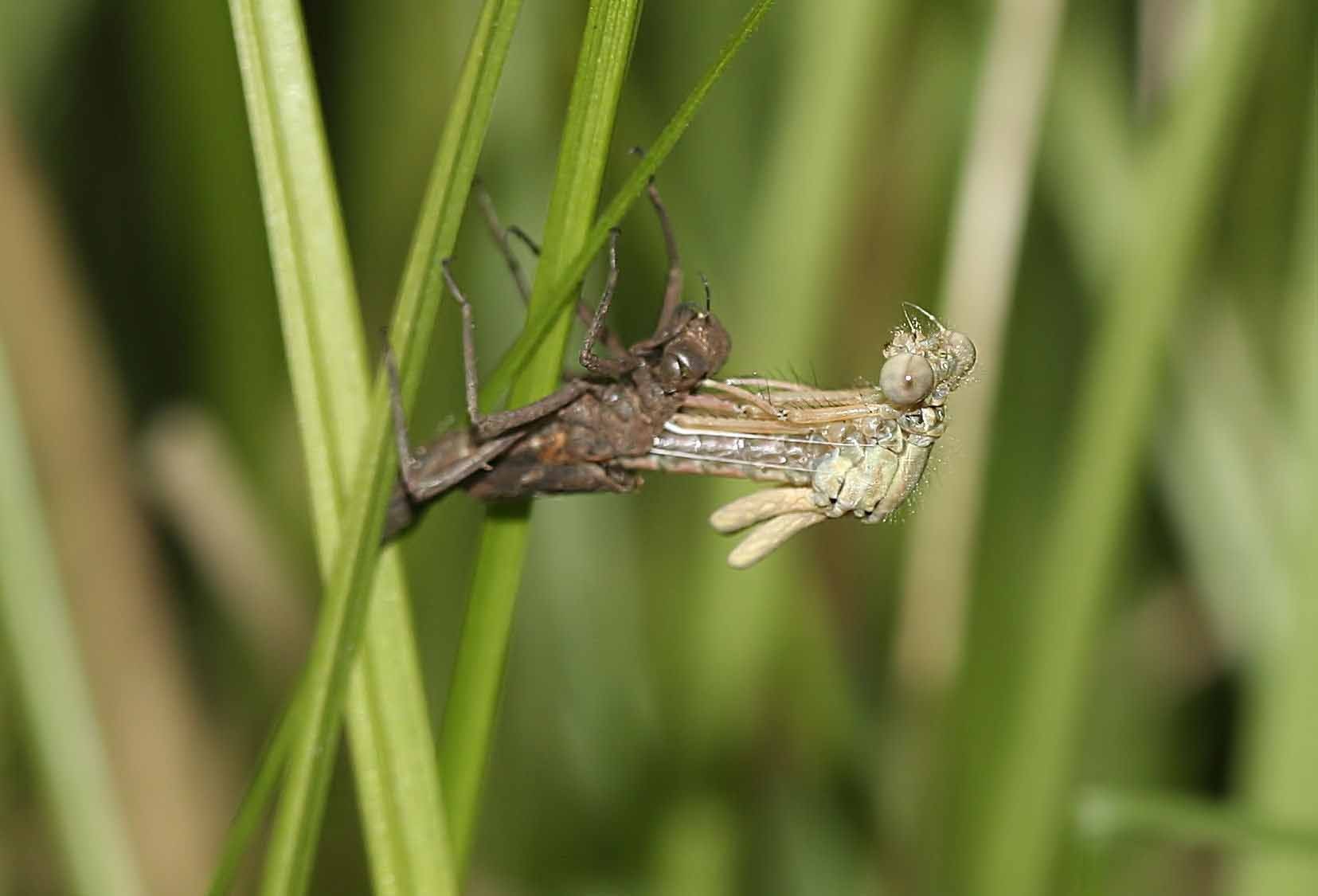 Die Ruhephase erfolgt in horizontaler Position.