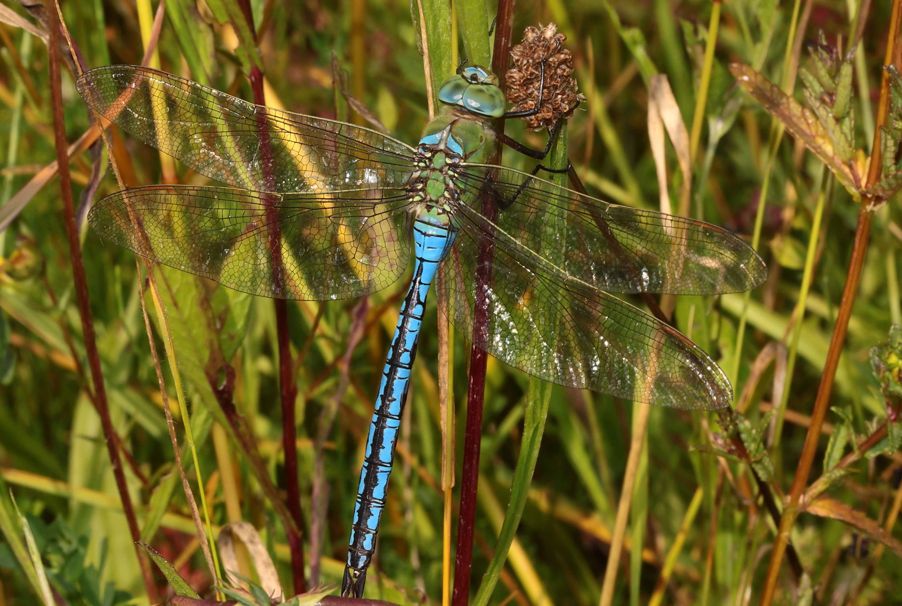 Große Königslibelle, Anax imperator, Männchen.