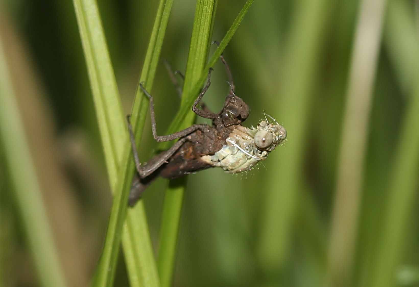 Kopf und Thorax liegen nach wenigen Minuten frei...