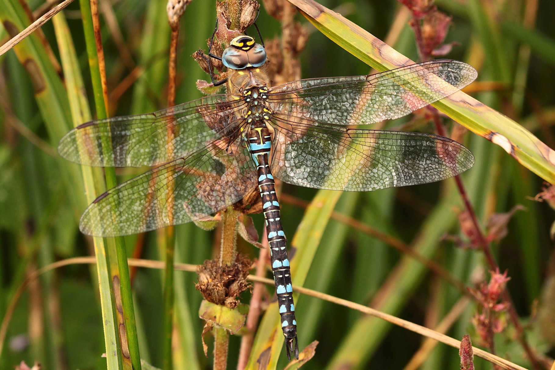 Herbst-Mosaikjungfer, Aeshna mixta, Männchen.