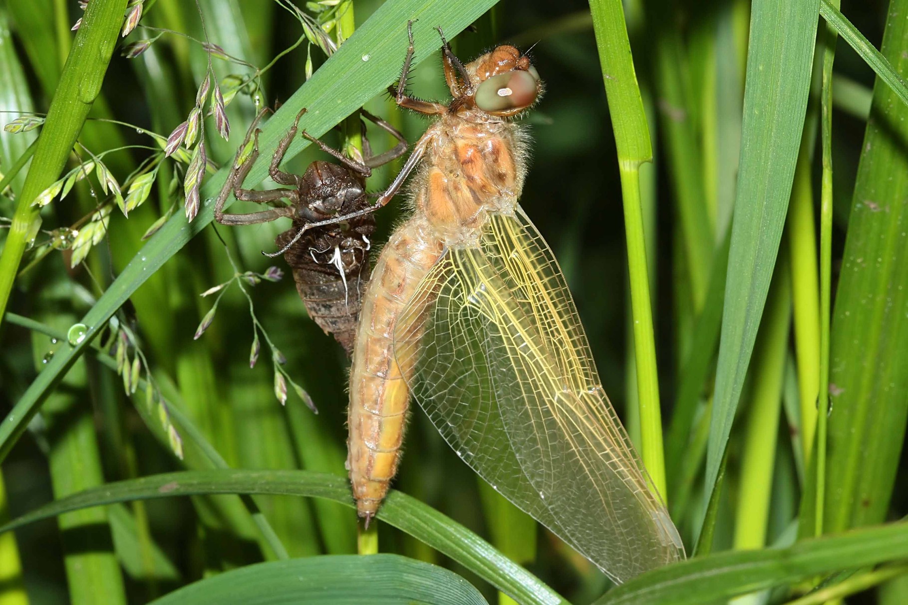 Spitzenfleck, Libellula fulva, frisch geschlüpftes Weibchen.