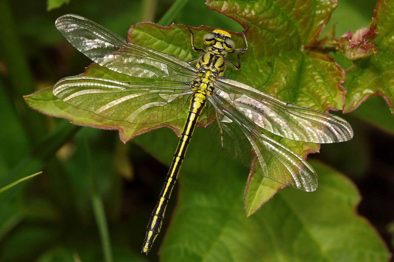 Westliche Keilungfer, Gomphus pulchellus, Weibchen.