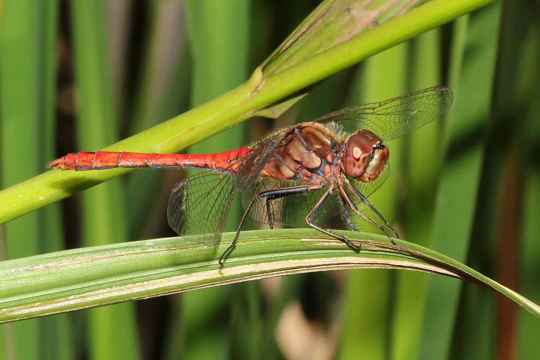 Gemeine Heidelibelle (Sympetrum vulgatum), Männchen.