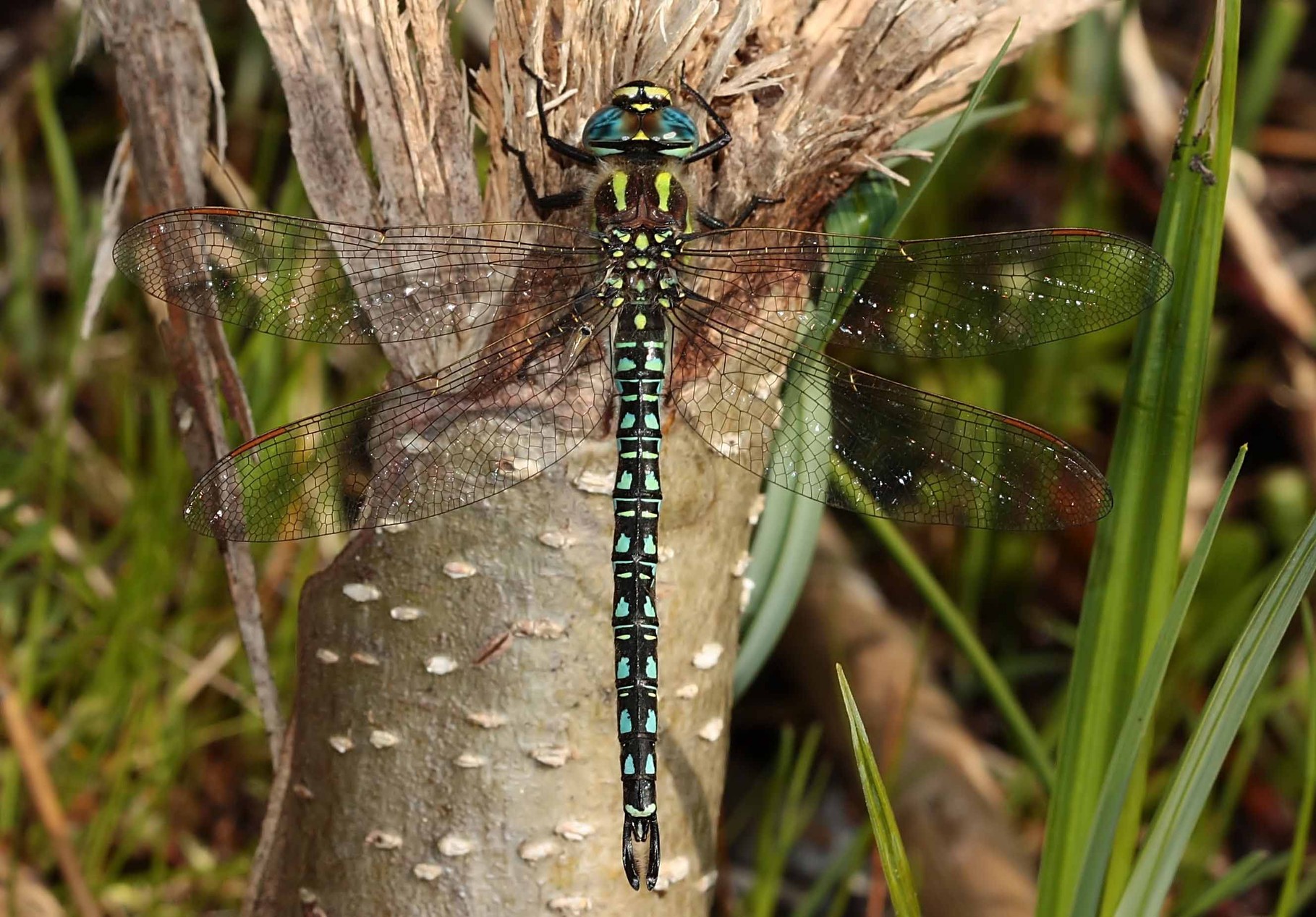 Früher Schilfjäger, Brachytron pratense, Männchen.