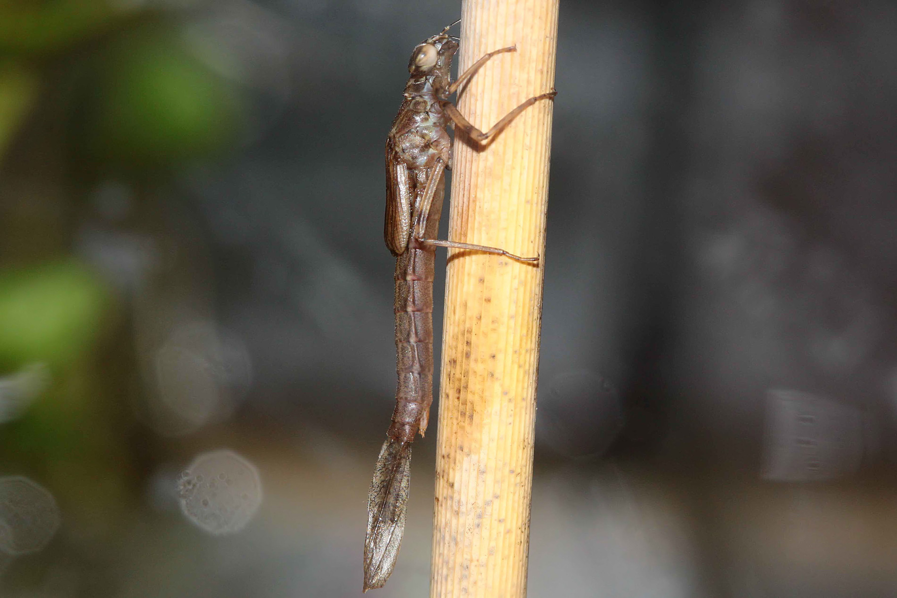 Eine schlupfbereite Larve der Großen Pechlibelle, Ischnura elegans, hat das Wasser endgültig verlassen...