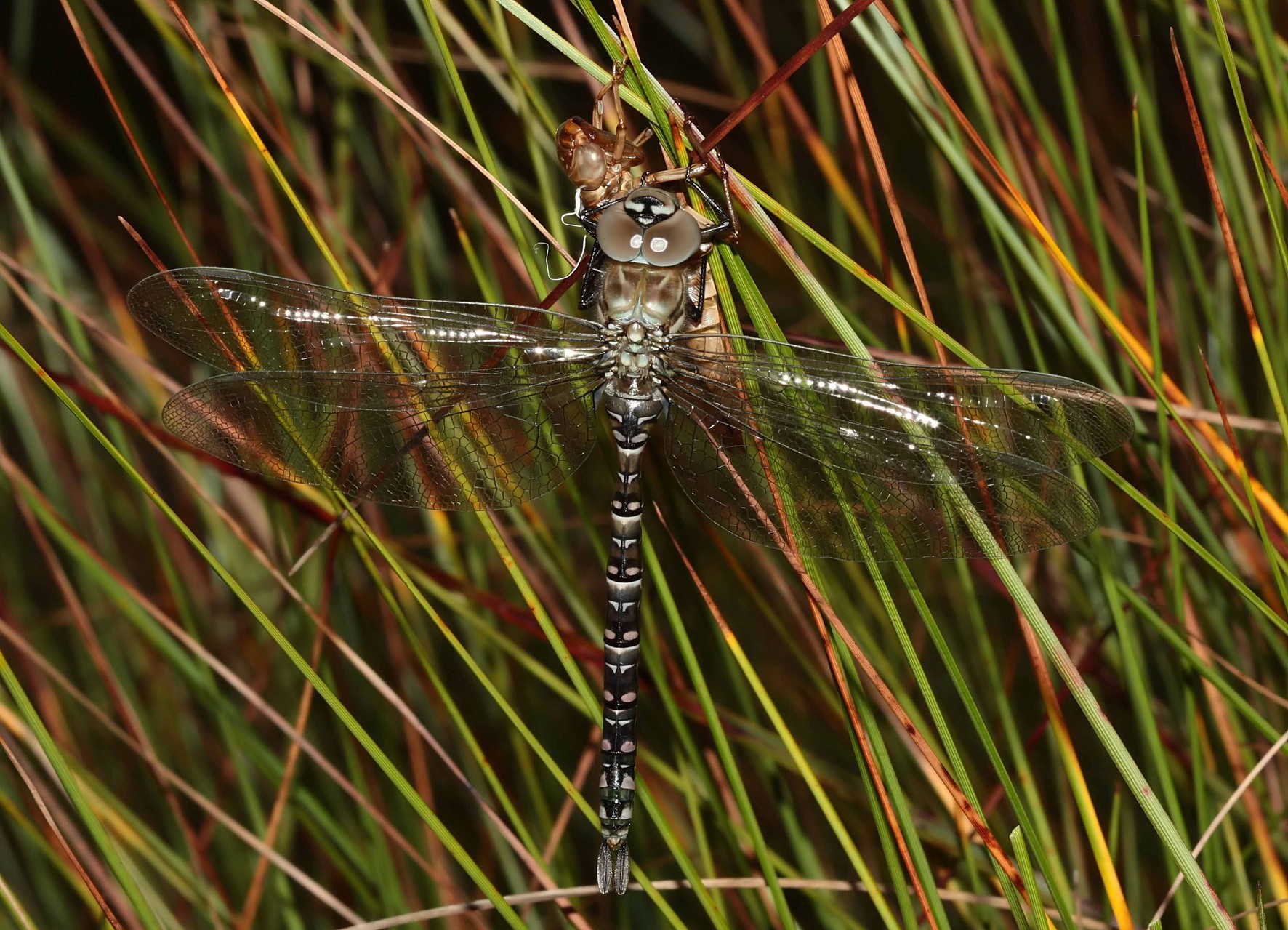 Hochmoor-Mosaikjungfer, Aeshna subarctica elisabethae, junges Weibchen.