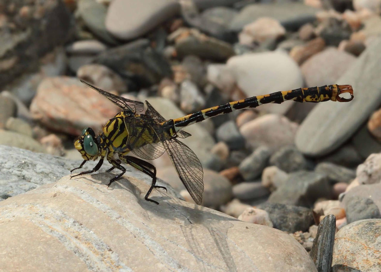 Westliche Zangenlibelle, ssp.Onychogomphus forcipatus unguiculatus, Männchen.