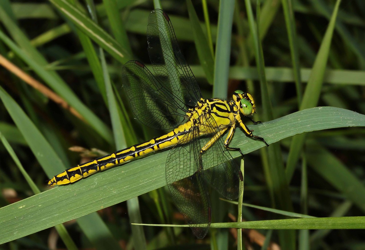 Asiatische Keiljungfer, Stylurus flavipes, Weibchen.