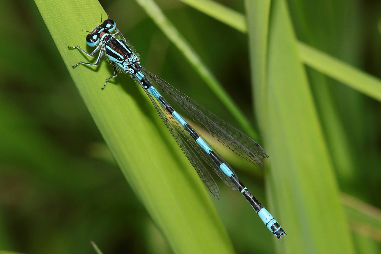 Ein Männchen der Helm-Azurjungfer, Coenagrion mercuriale.