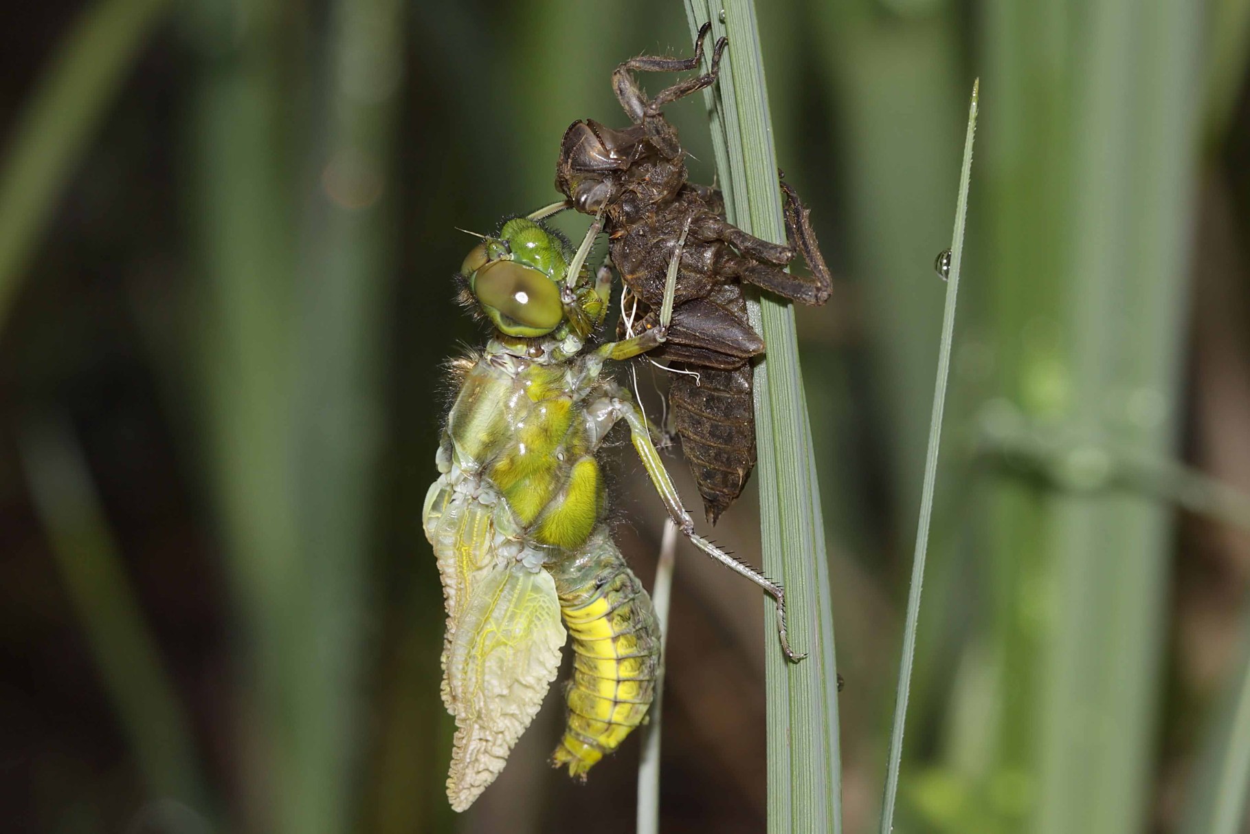 Plattbauch, Libellula depressa, Weibchen beim Schlupf (1).