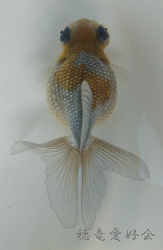 穂竜　　　約13cm　　　no.2 穂竜 約13cm no.2