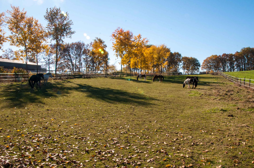 Pferdeweide Reitstall und Fahrstall Reiner