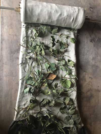 eucalyptus from my garden, before simmering, on wool jersey