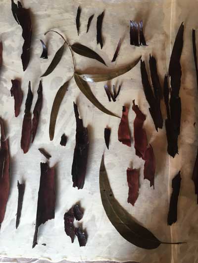 Italian eucalyptus bark and leaves on silk jersey
