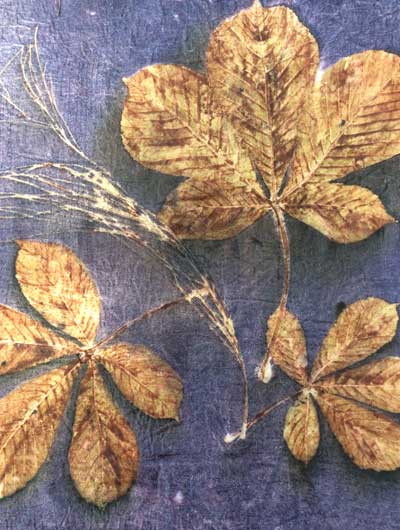ecoprint, horse chestnut and casuarina on felted wool