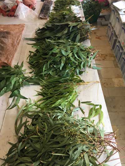 Italian eucalyptus