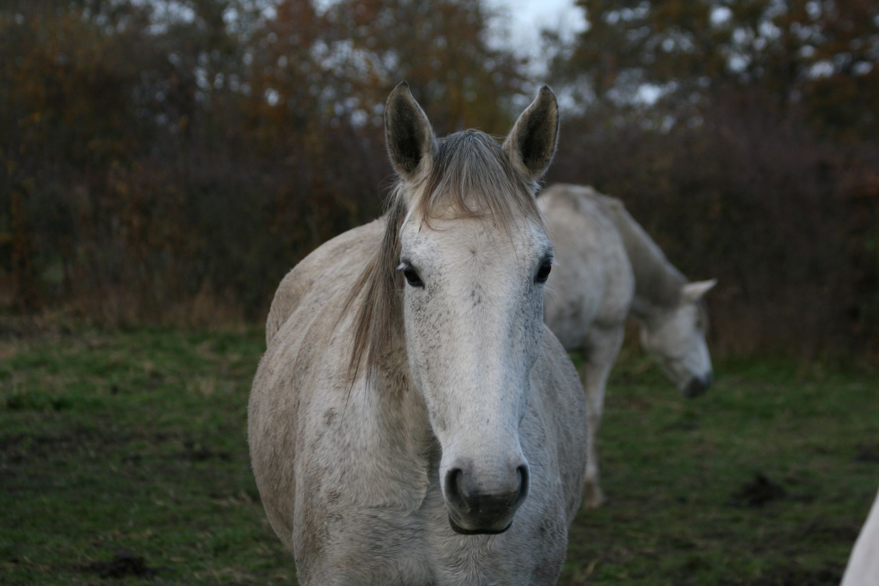 BONINA, jument pur sang lusitanien, élevage de pur sang lusitanien La loge Veillon (Allier, région Auvergne Rhône-Alpes)