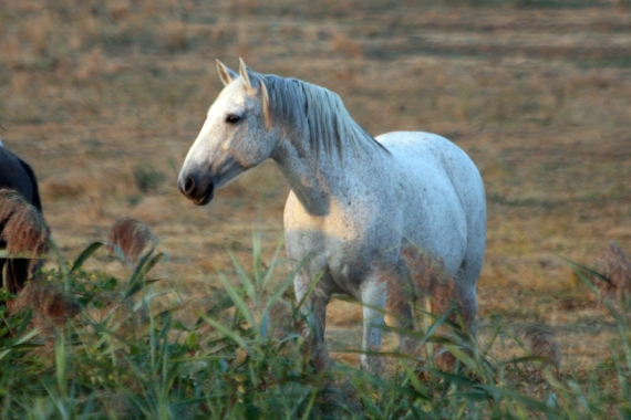 PENELOPE poulinière pur sang lusitanien, élevage pur sang lusitanien La loge Veillon (Allier, région Auvergne Rhône-Alpes)