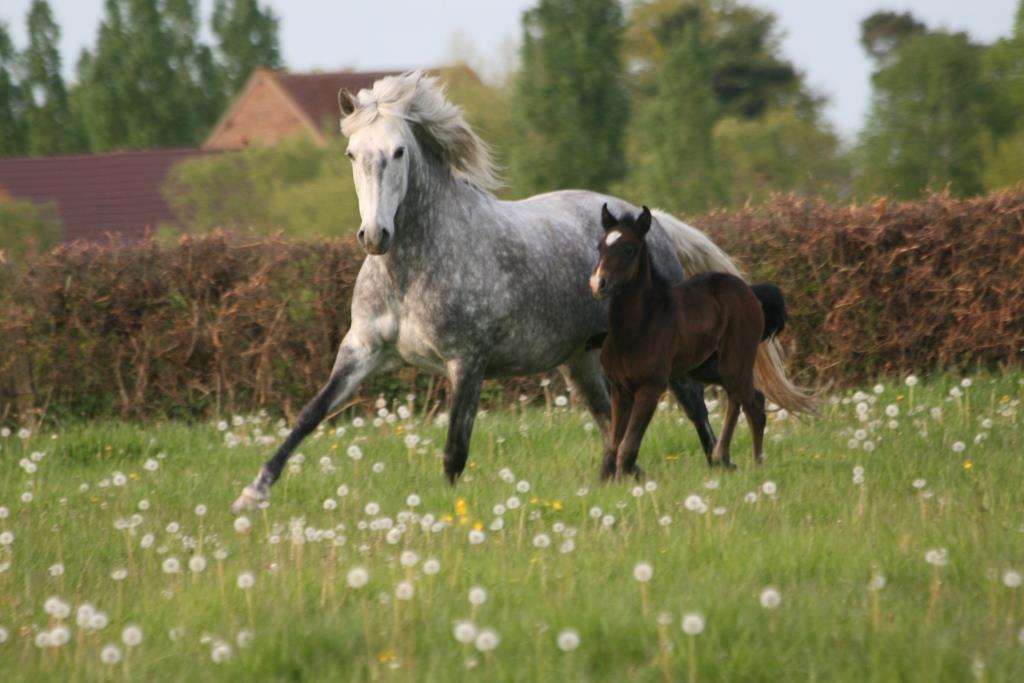 CATITA poulinière pur sang lusitanien, élevage pur sang lusitanien La loge Veillon (Allier, région Auvergne Rhône-Alpes)