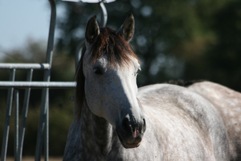 ULYSSA, jument pure race espagnole, élevage de pure race espagnole La loge Veillon (Allier, région Auvergne Rhône-Alpes)