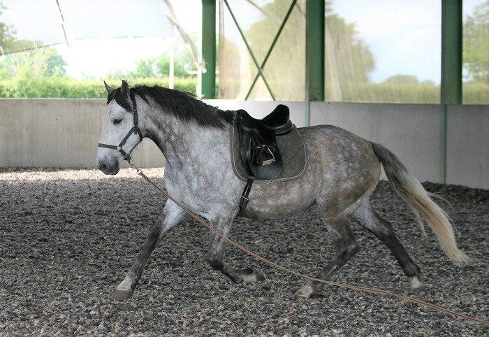 DON SIVO, hongre pure race espagnole, élevage de pure race espagnole La loge Veillon (Allier, région Auvergne Rhône-Alpes)