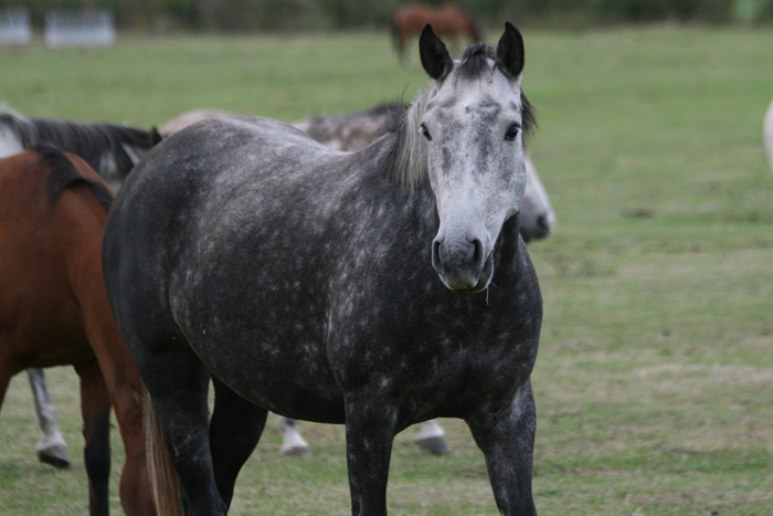 CAHIA, jument pur sang lusitanien, élevage de pur sang lusitanien La loge Veillon (Allier, région Auvergne Rhône-Alpes)