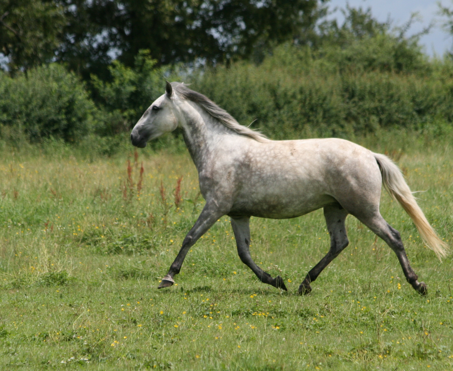 TANGERINA poulinière pur sang lusitanien, élevage pur sang lusitanien La loge Veillon (Allier, région Auvergne Rhône-Alpes)