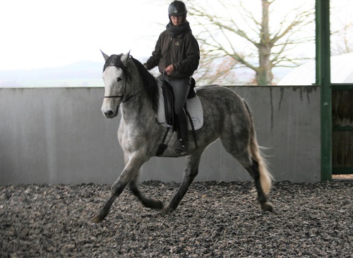 DON SIVO, hongre pure race espagnole, élevage de pure race espagnole La loge Veillon (Allier, région Auvergne Rhône-Alpes)