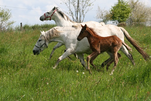 VISTOSA poulinière pur sang lusitanien, élevage pur sang lusitanien La loge Veillon (Allier, région Auvergne Rhône-Alpes)