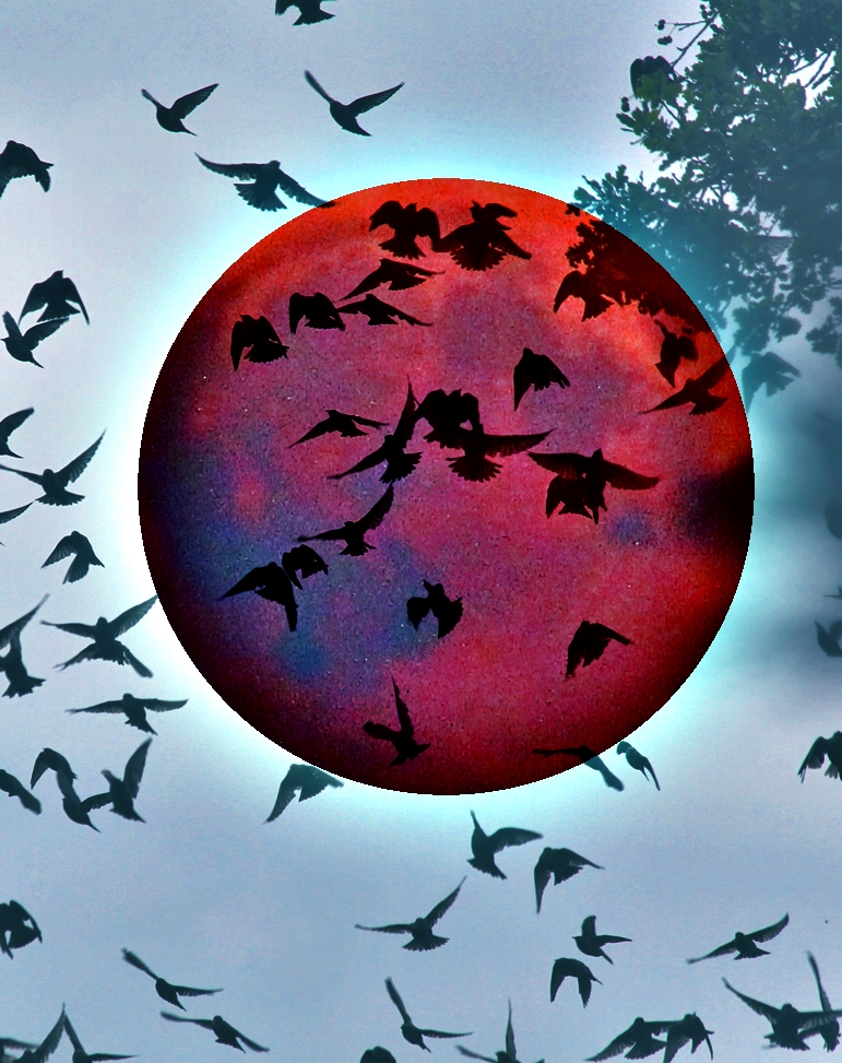 Moon Immigration