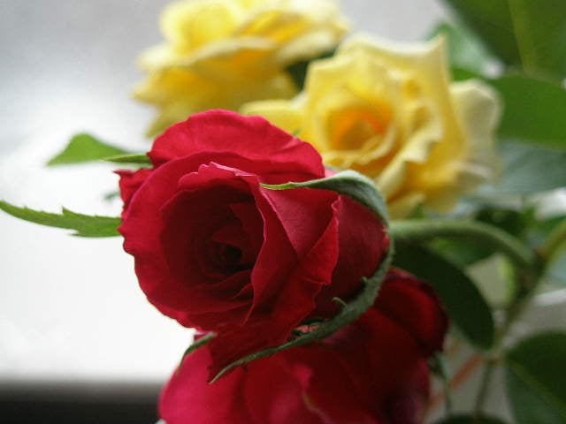 2008年11月-12月のブログ