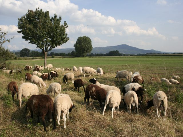 Schafe beim Grasen - Bild: NABU/H.May