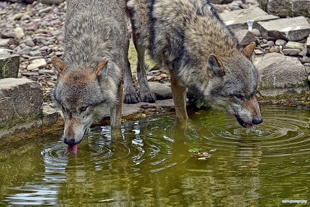 Wölfe an der Wasserstelle. Foto: Michael Artelt