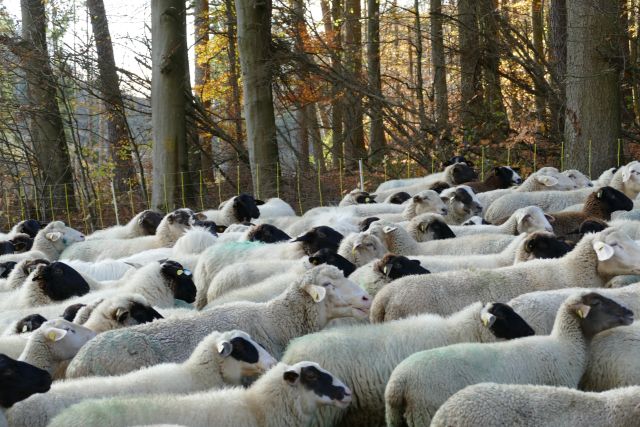 Wimmelbild: Wer findet die beiden Herdenschutzhunde in der Herde? Foto: I.Till