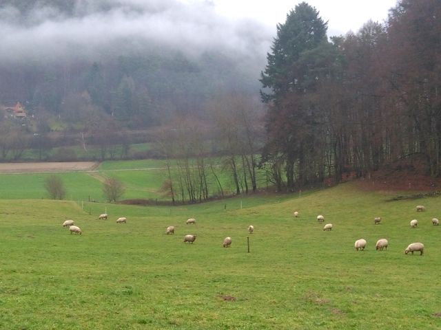 Schafe im Odenwald. Bild: Wolfgang Weber