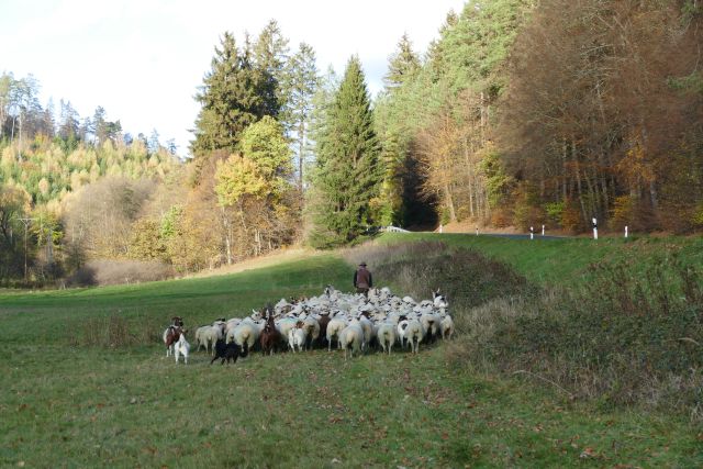 Der Hütehund passt von hinten auf, dass alle Schafe dabei sind und keins verloren geht. Foto: I.Till