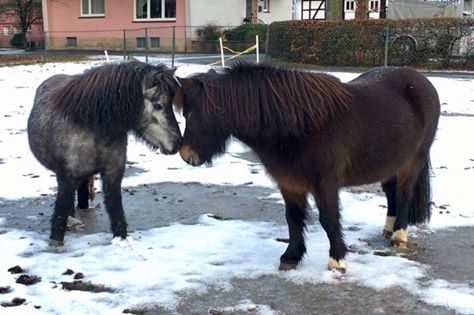 Shelly in ihrem neuen Zuhause, mit Cody