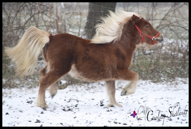 Muck, Einzug 29.01.12