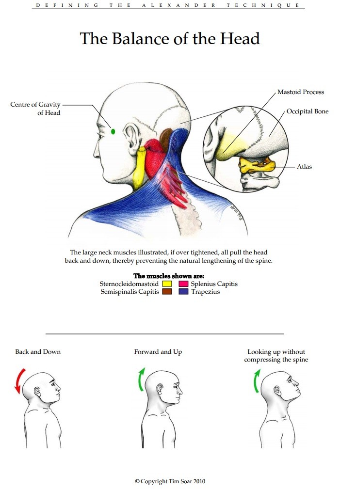 Showing The Balance of the Head in the Alexander Technique 