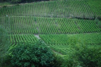 Des vignes à perte de vues...