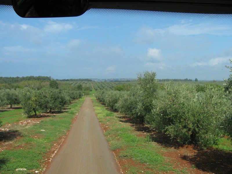 Olivenhaine ISTRIEN Agrolaguna