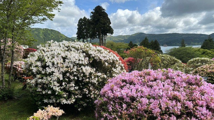 情熱的なツツジの花
