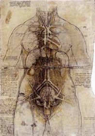 An anatomy sketch of Leonardo