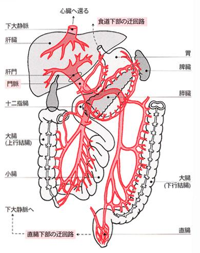 The Portal Vein