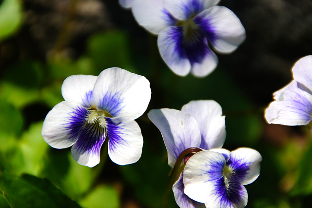 Flowers of violet (ion)