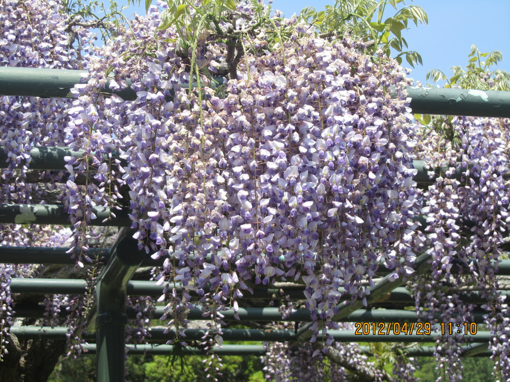 葛城ゴルフクラブ（静岡県）の藤の花が満開で美しいです。