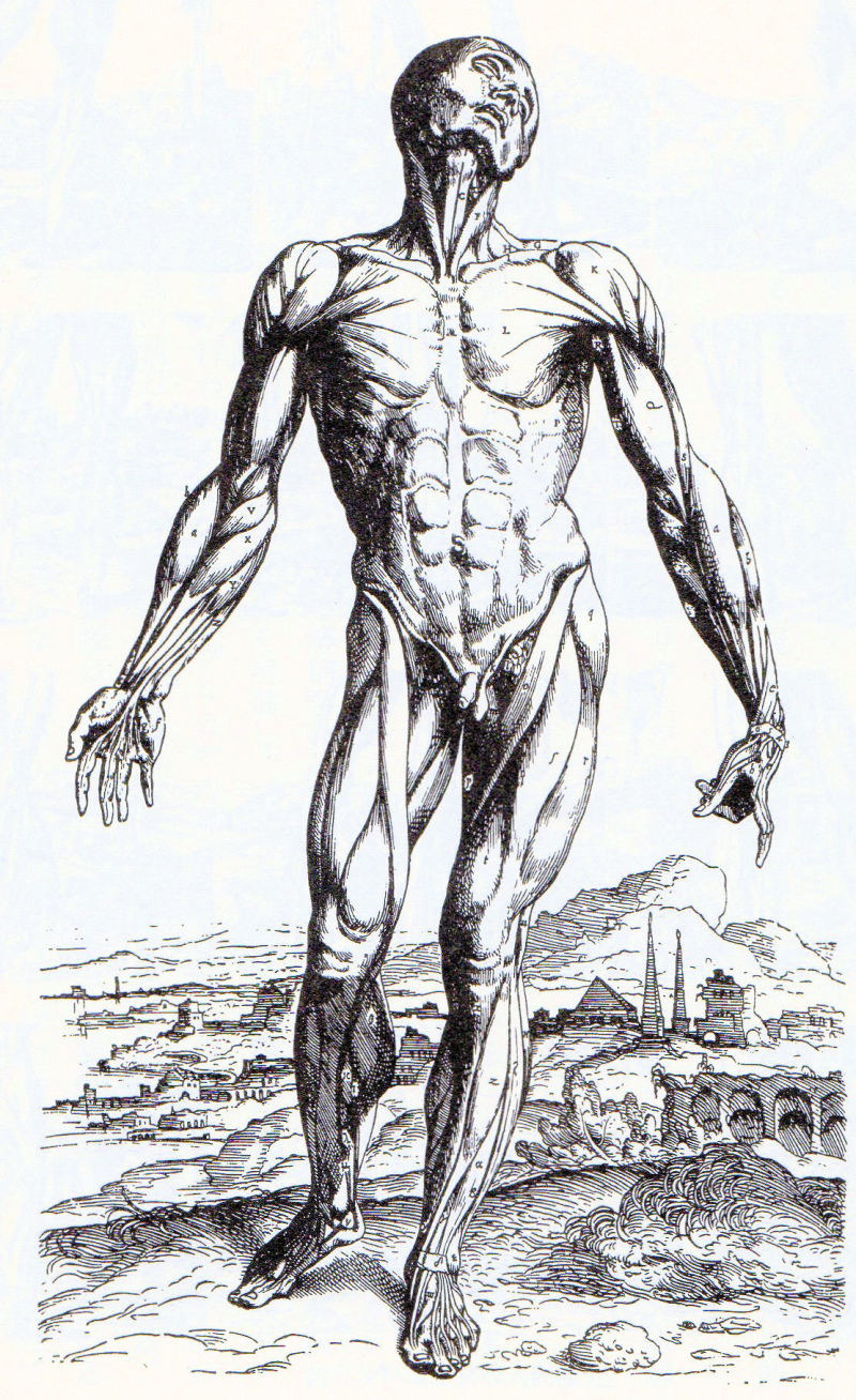 "On the Fabric of the Human Body" by Vesalius