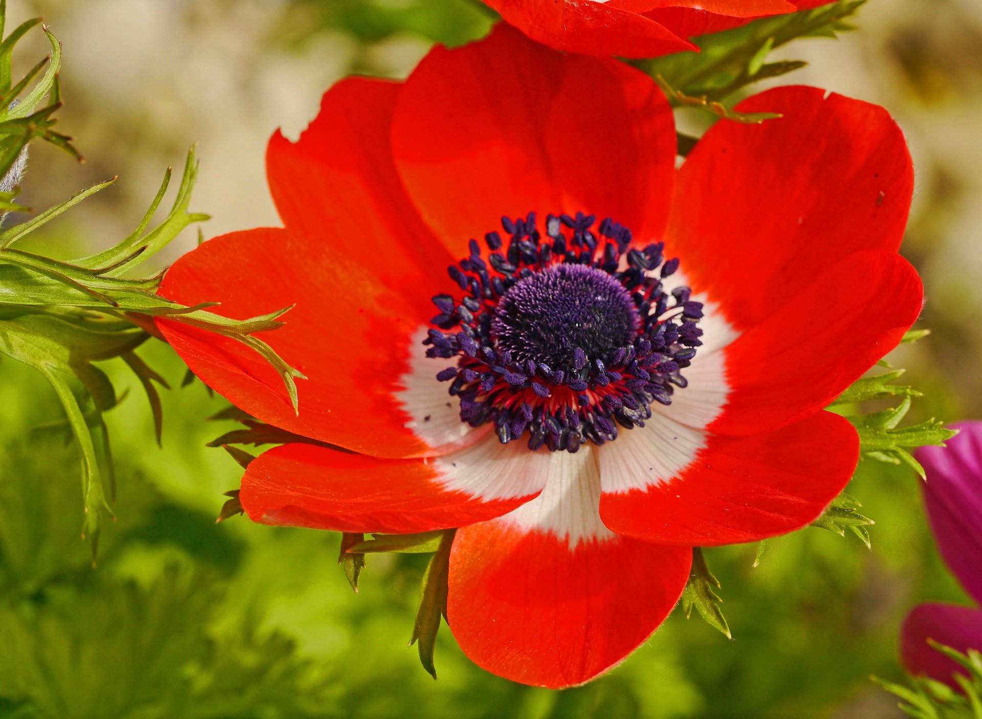 A flower of anemone