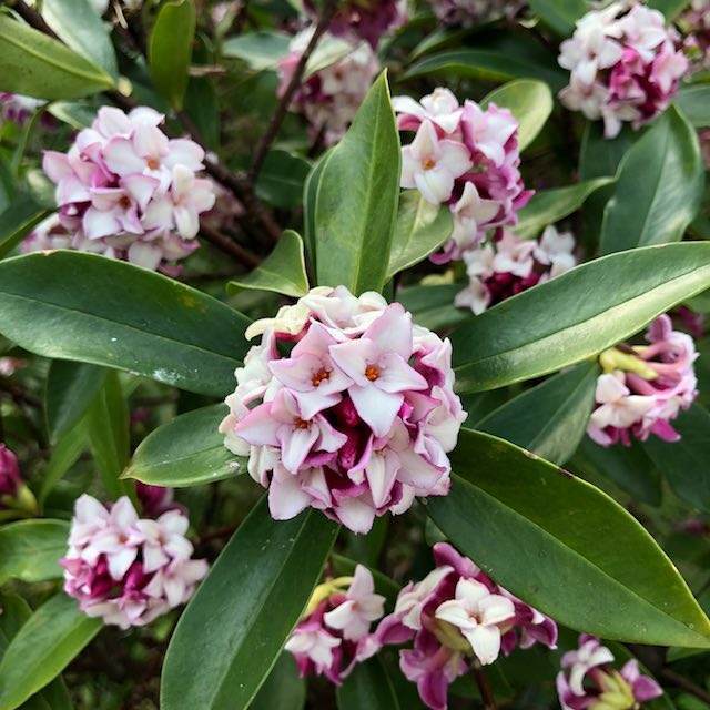 香り高い花を咲かせる沈丁花